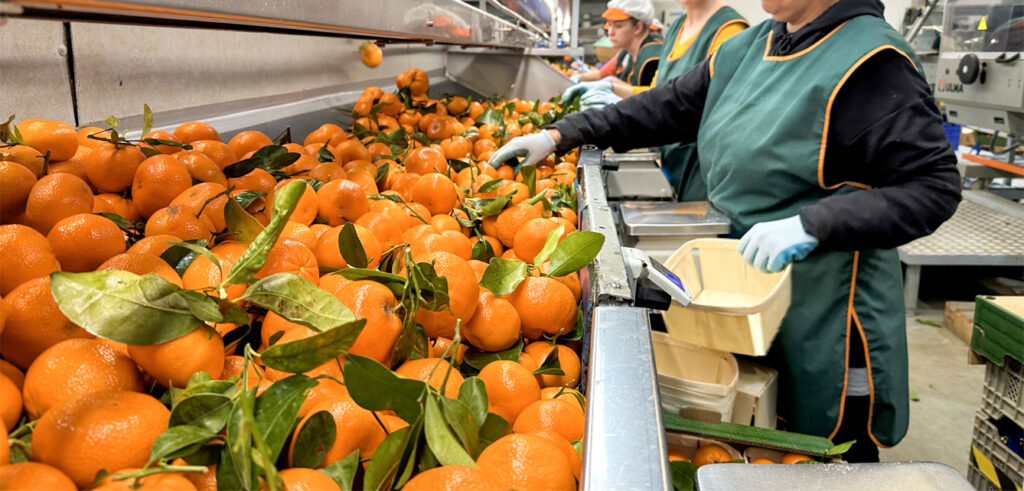 Establishment of the citrus leaf packaging warehouse